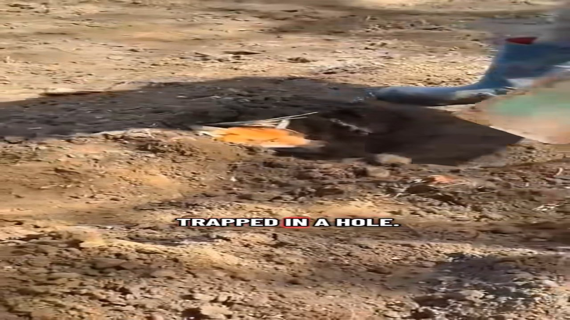 Full Video : N1108016_A Fox Was Trapped And Needed A Rescue Before It Was Too Late #FoxRescue #AnimalRescue #Hope