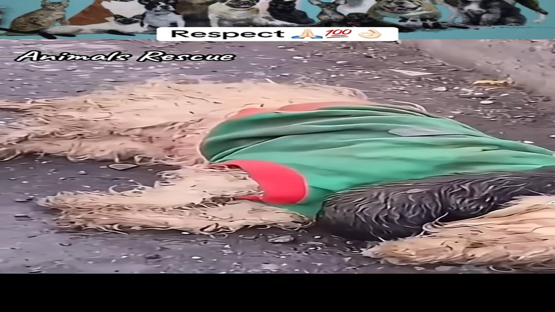 Full Video : N1208017_Someone Gave This Poor Dog A Second Chance #DogRescue #SecondChance #Kindness