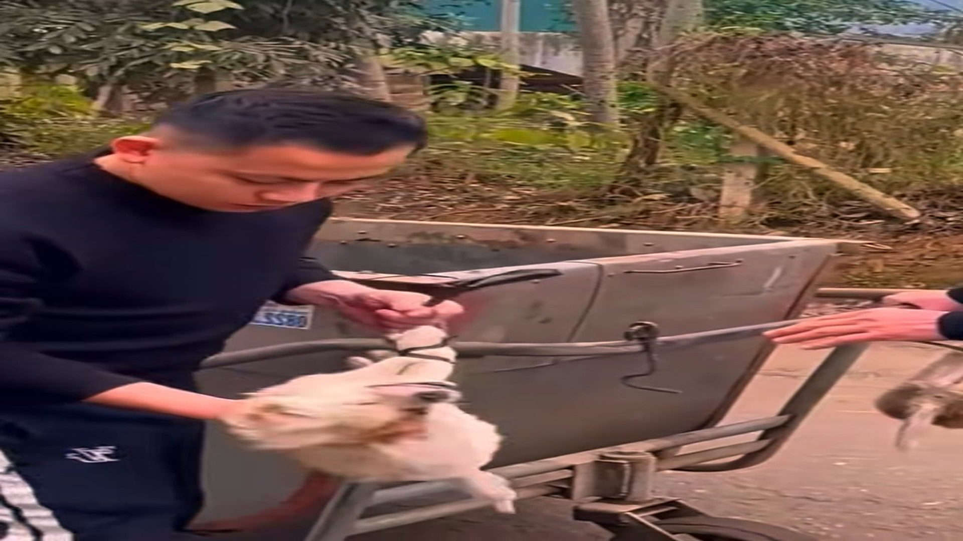 Full Video : N1408031_A Family Of Dogs Finally Found A Safe Shelter #DogRescue #SecondChance