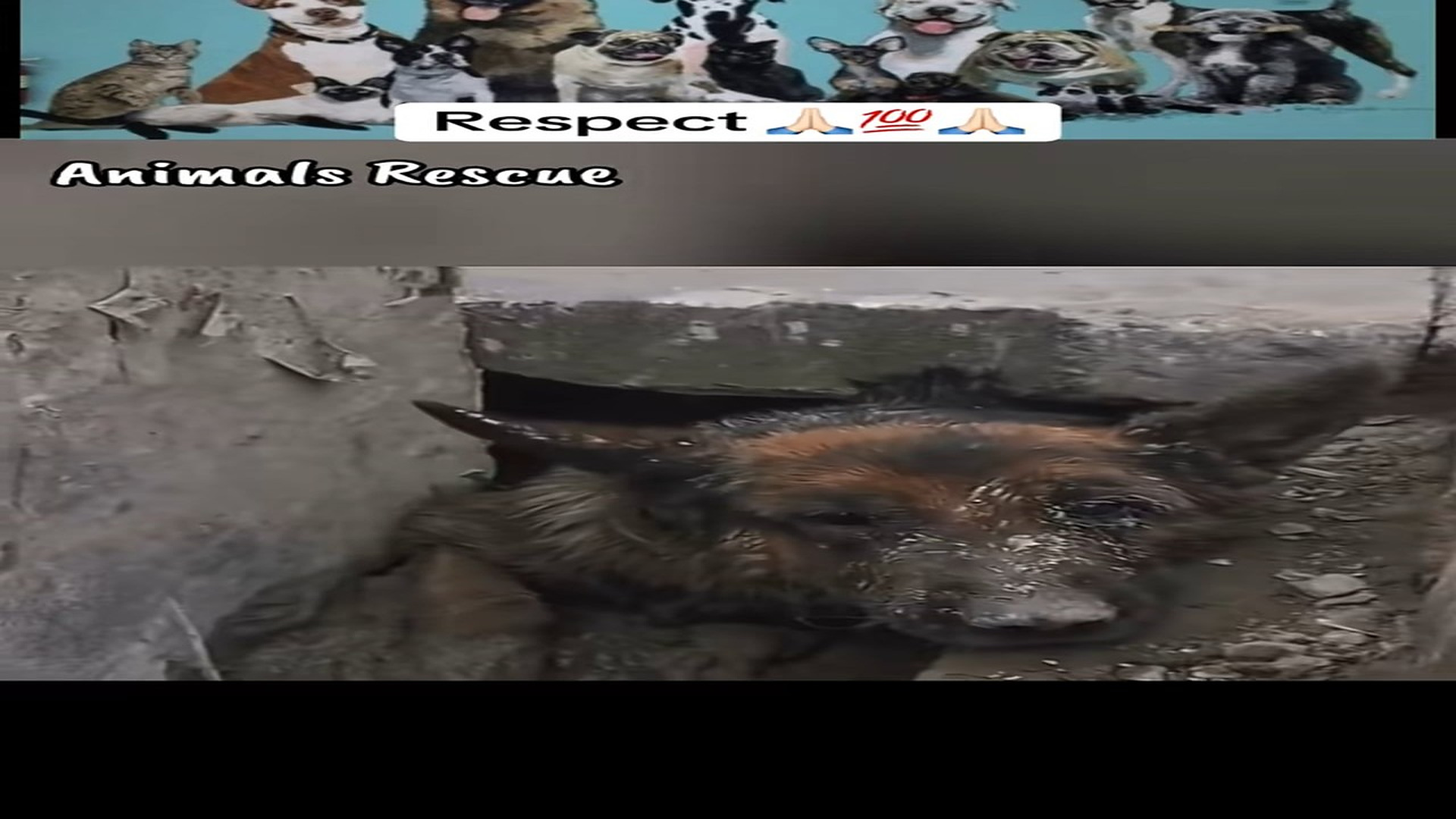 Full Video : N1608024_A Helpless Dog Was Rescued Just In Time #DogRescue #RescueDog #Hope