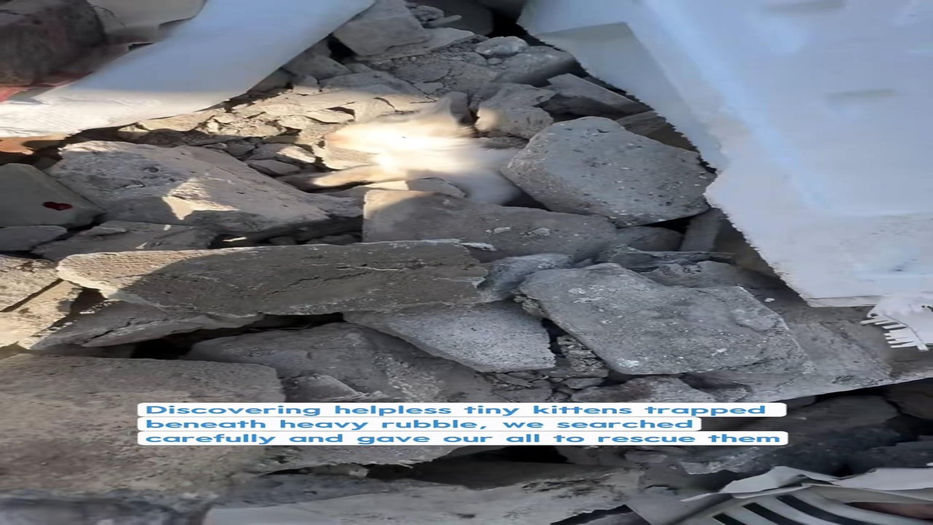 Full Video : N1808023_Faint cries echoing beneath piles of cold concrete #kitten #rescue #miracle