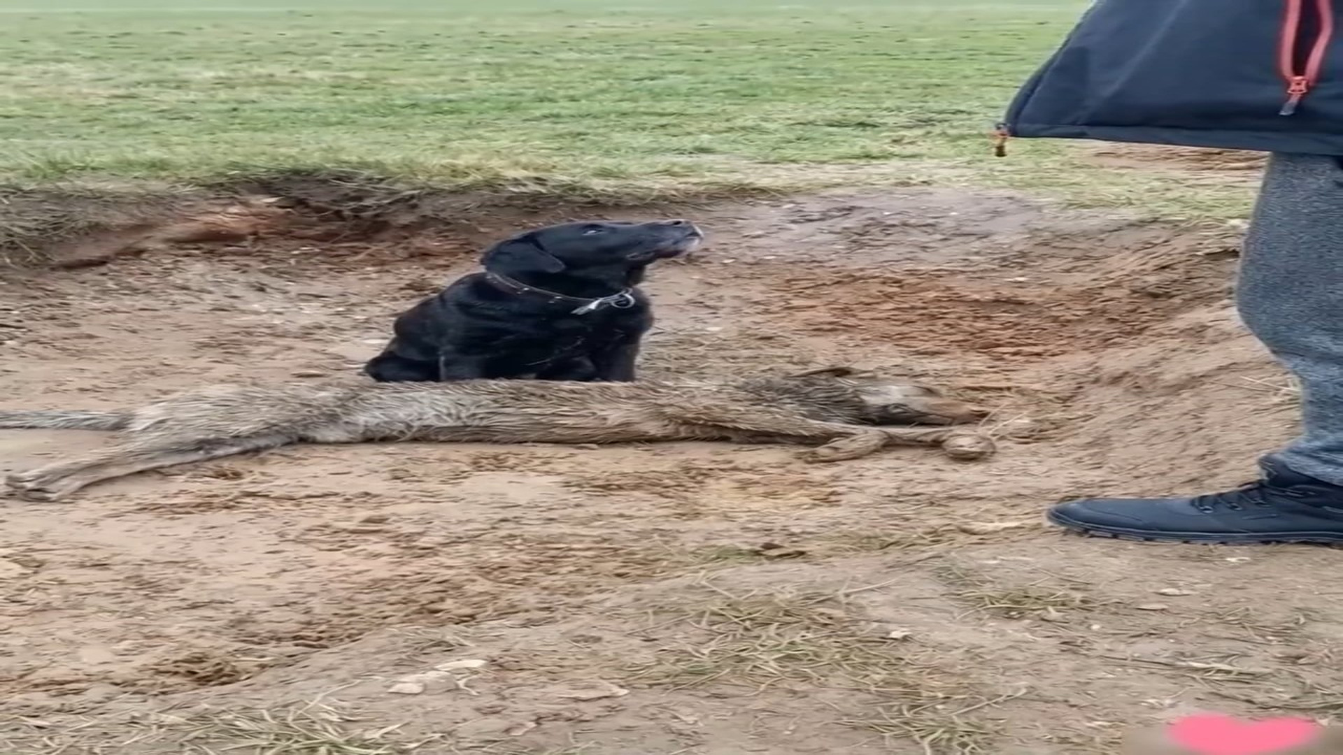 Full Video : N1808044_Faithful dog refuses to leave his lifeless friend behind in the rain #dog #rescue #loyalty