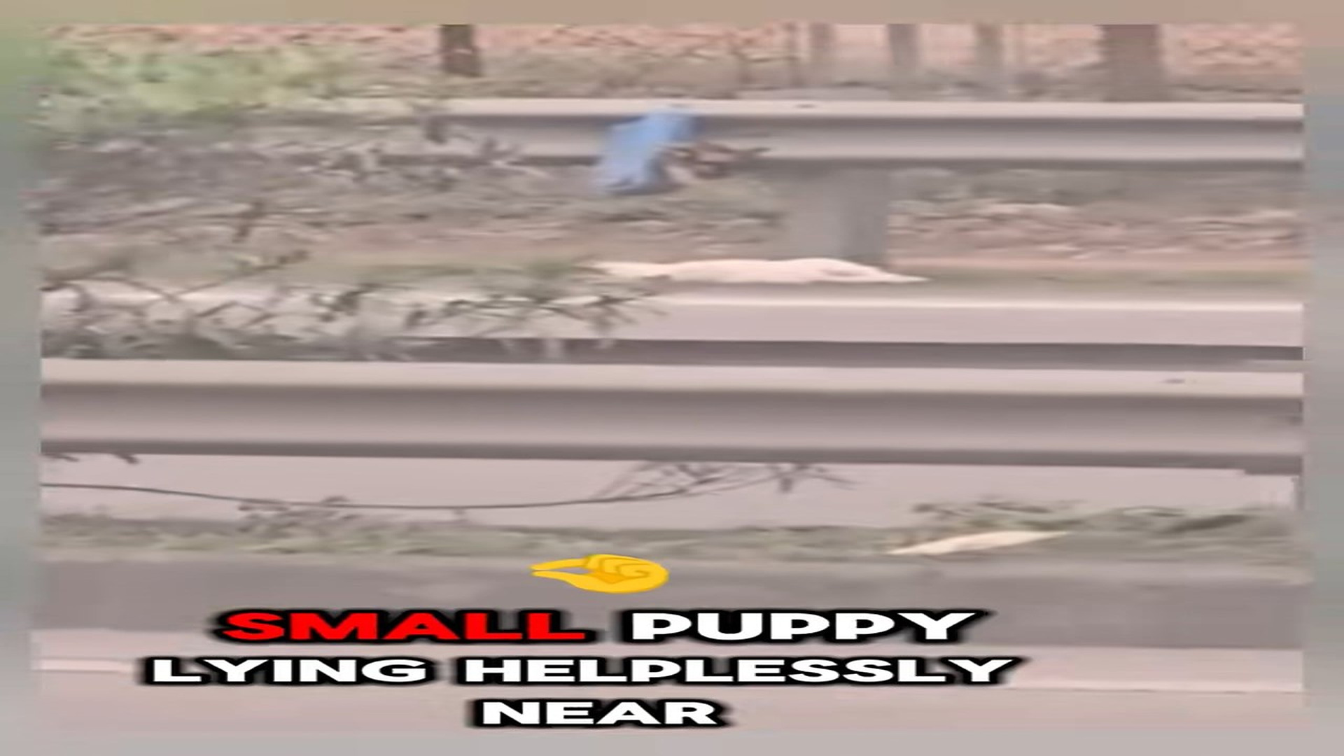 Full Video : N2808014_Terrifying race against speeding cars to save two tiny puppies #puppy #rescue #heroic