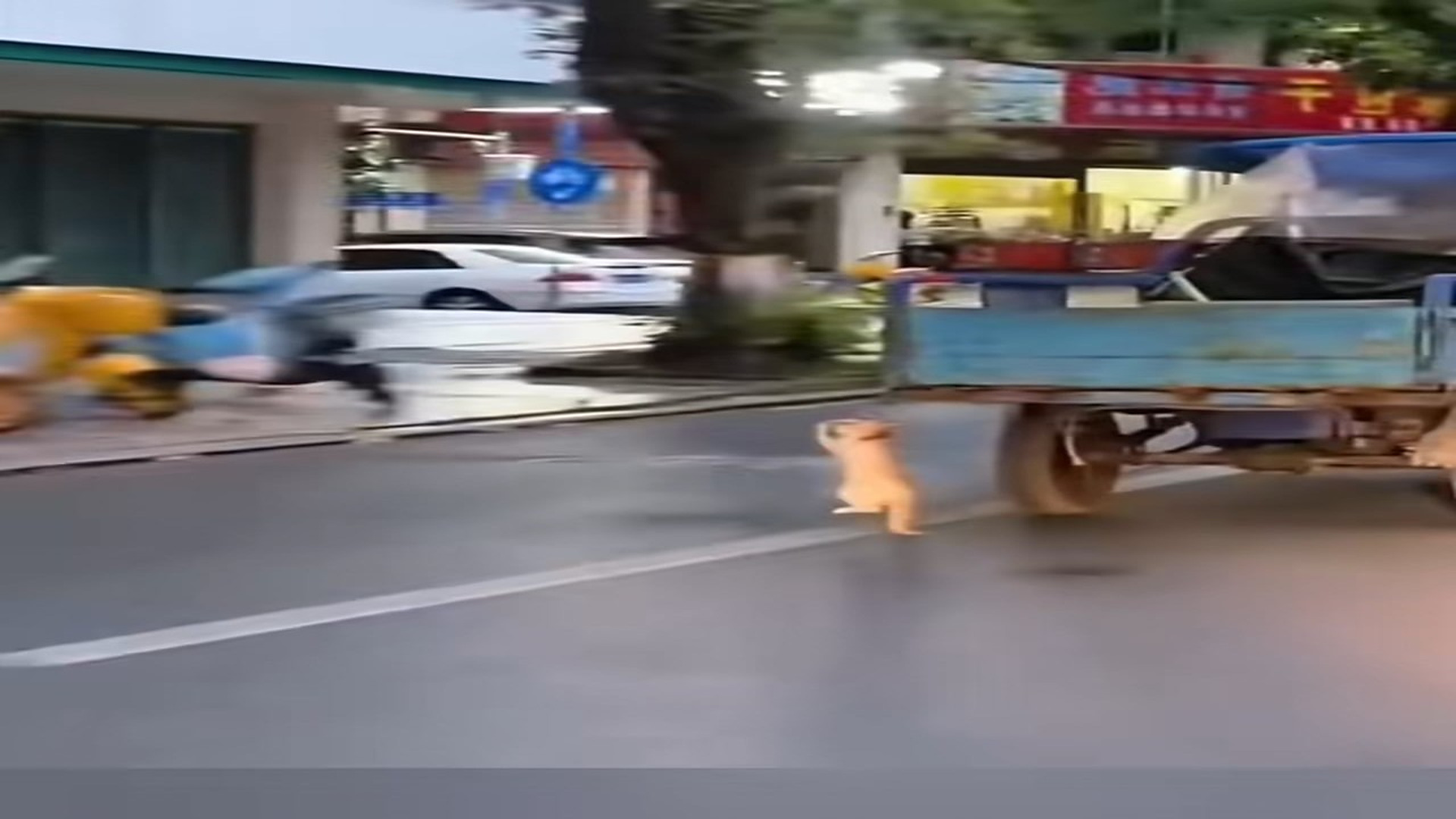 Full Video : N2808015_Tied helplessly behind a moving vehicle with no way to escape #cat #rescue #survival