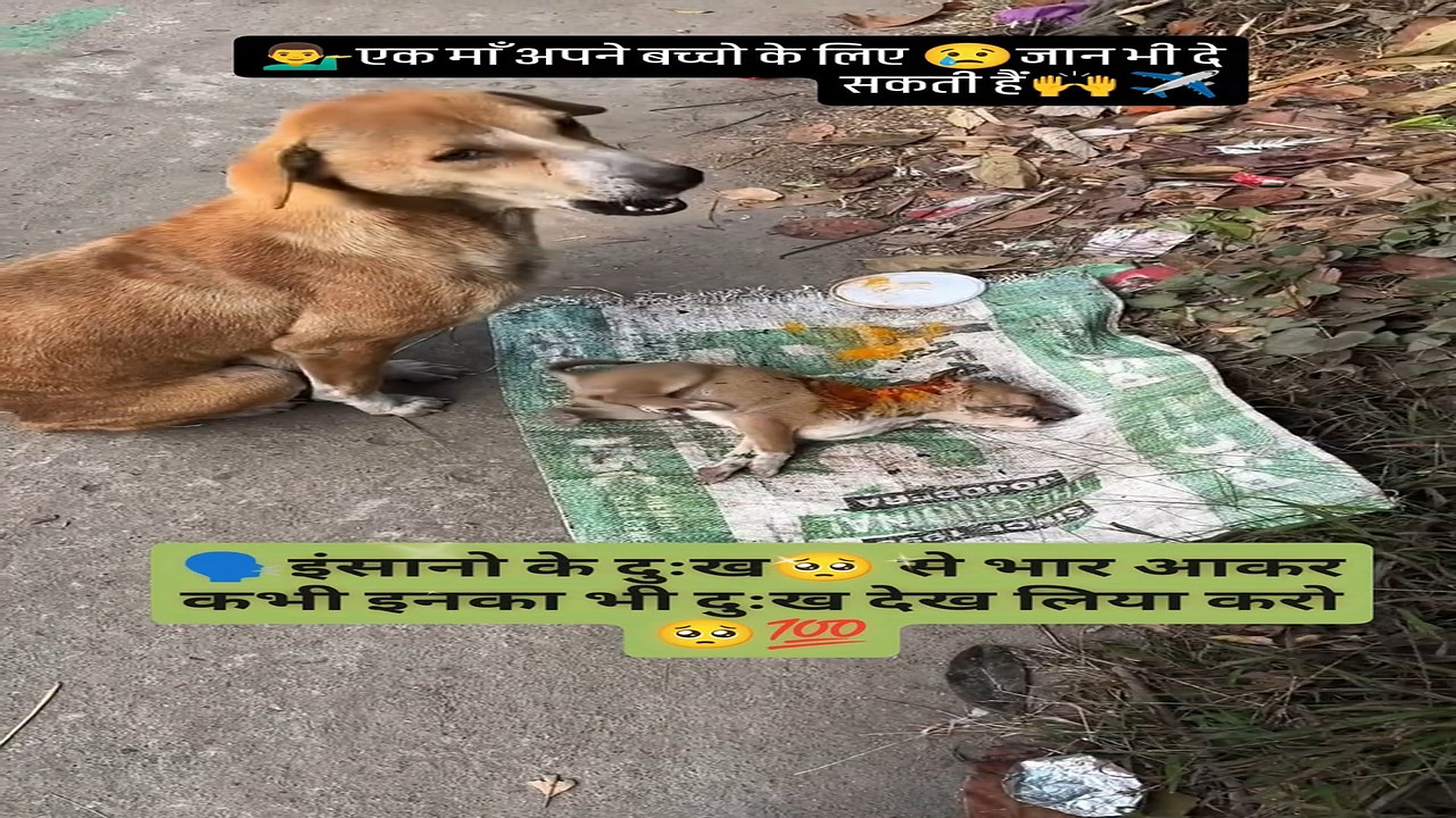 Full Video : N2808034_Suffering in silence until someone finally noticed the deep pain #dog #rescue #mercy