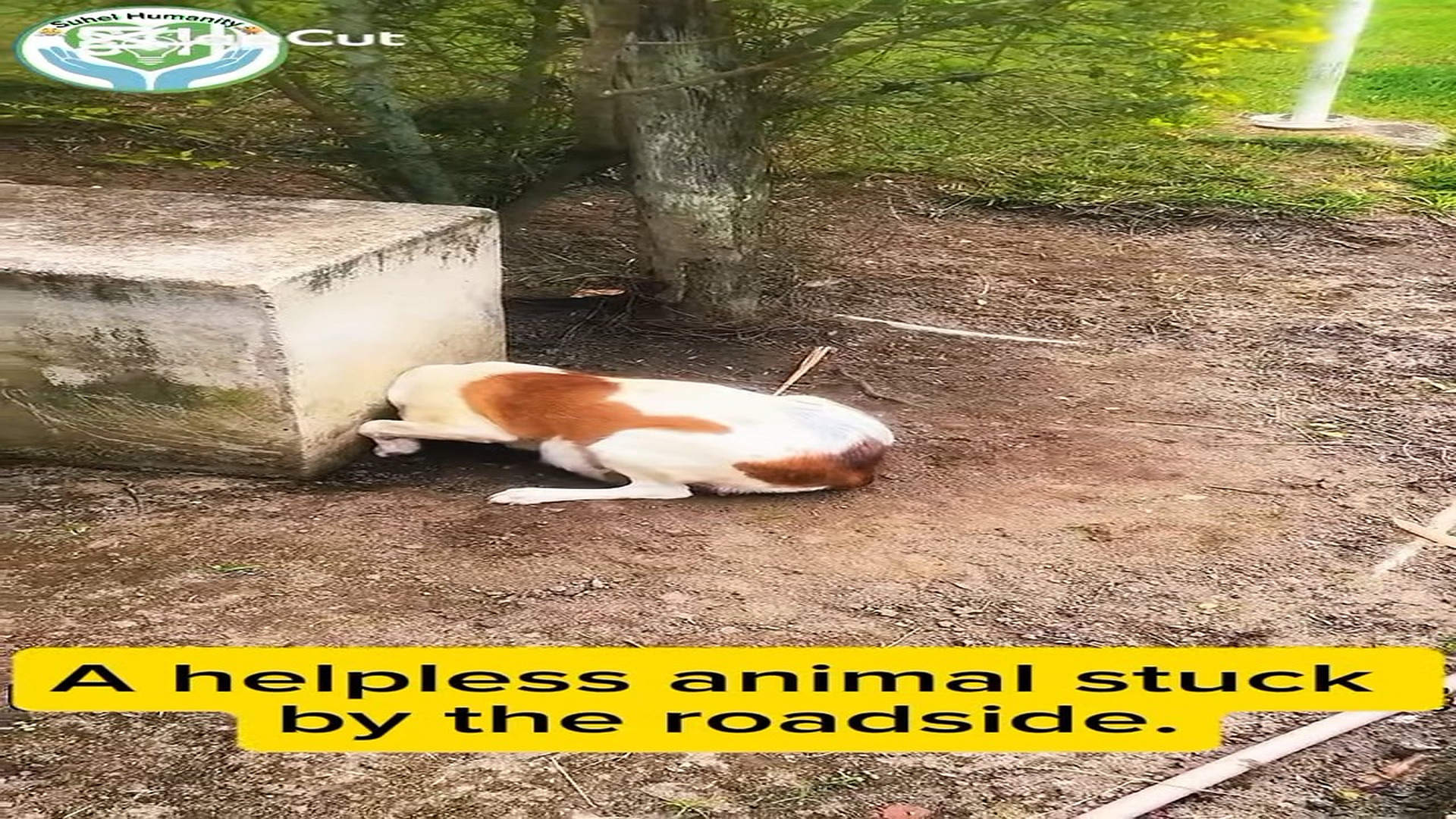 Full Video : N2808035_Curiosity got the best of him until he was hopelessly wedged in place #dog #rescue #unexpected