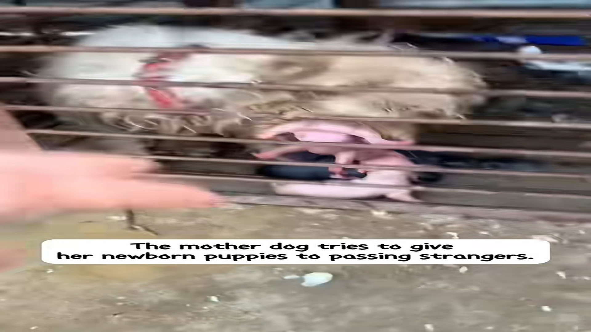 Full Video : N2908019_A Mother Dog and Her Puppies Were Finally Freed From Captivity #RescueDog #Viral