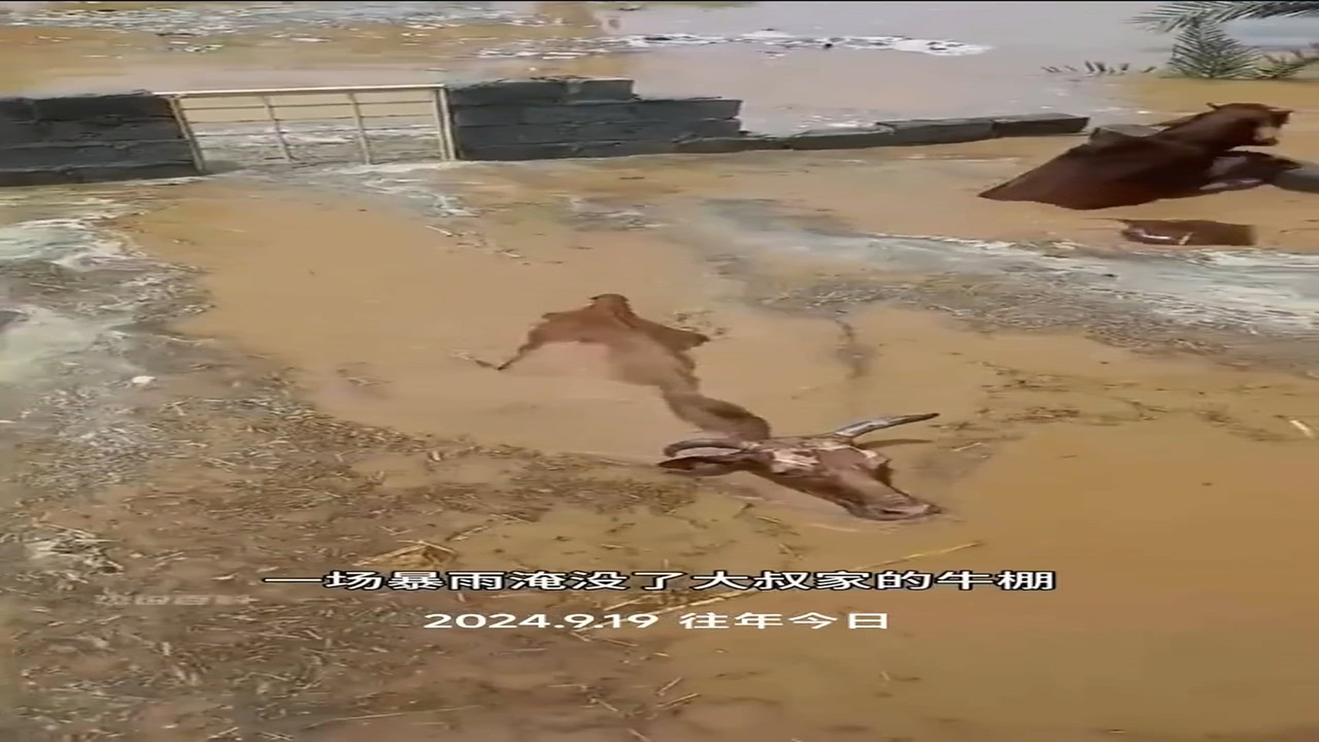Full Video : N0807035_Rescuers refused to leave the stranded cattle behind #CowRescue #FarmAnimals #Hero #Hope #Trending