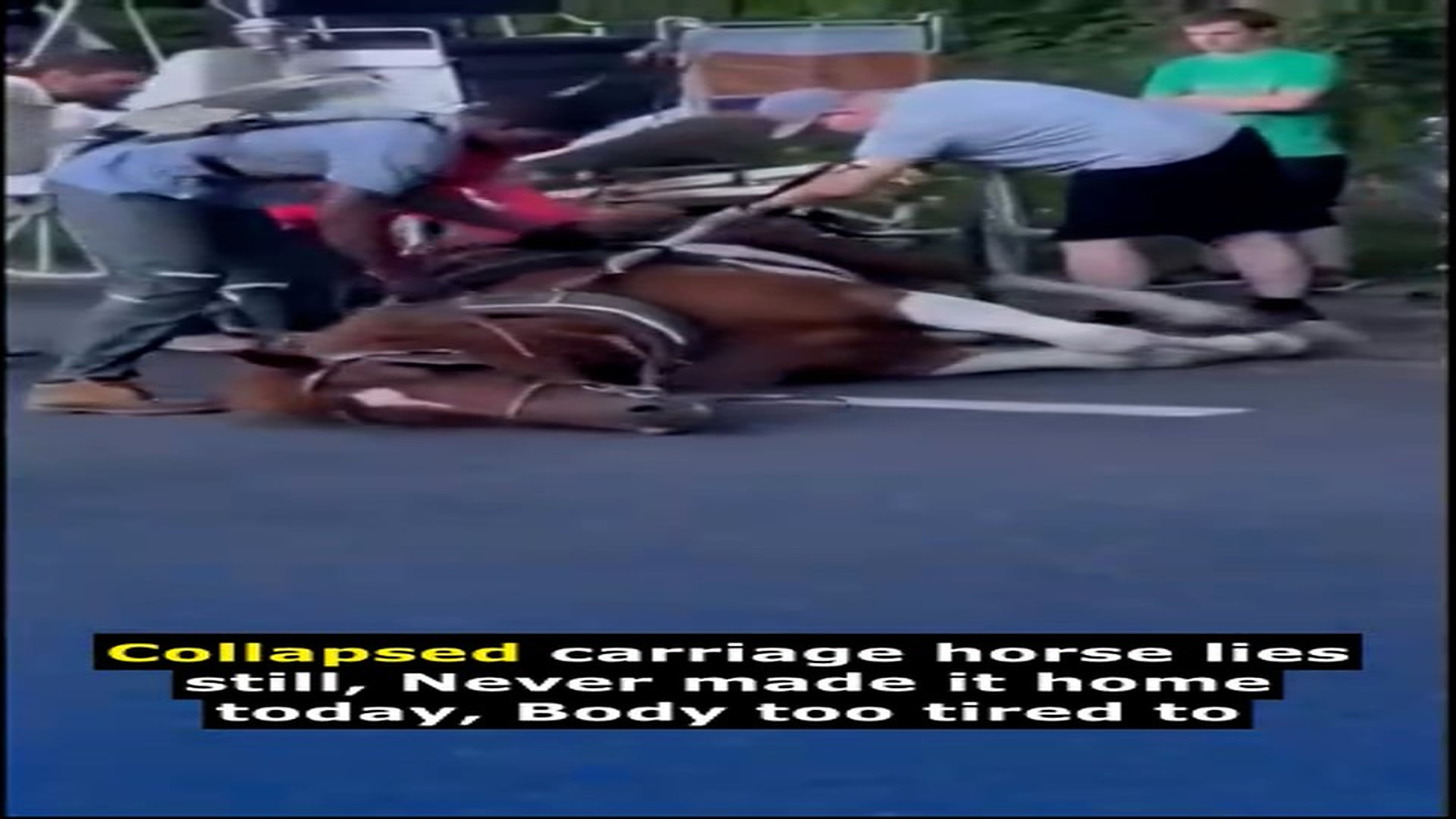 Full Video : N2908022_Another Carriage Horse Collapsed and Never Made It Home #RescueHorse #Viral