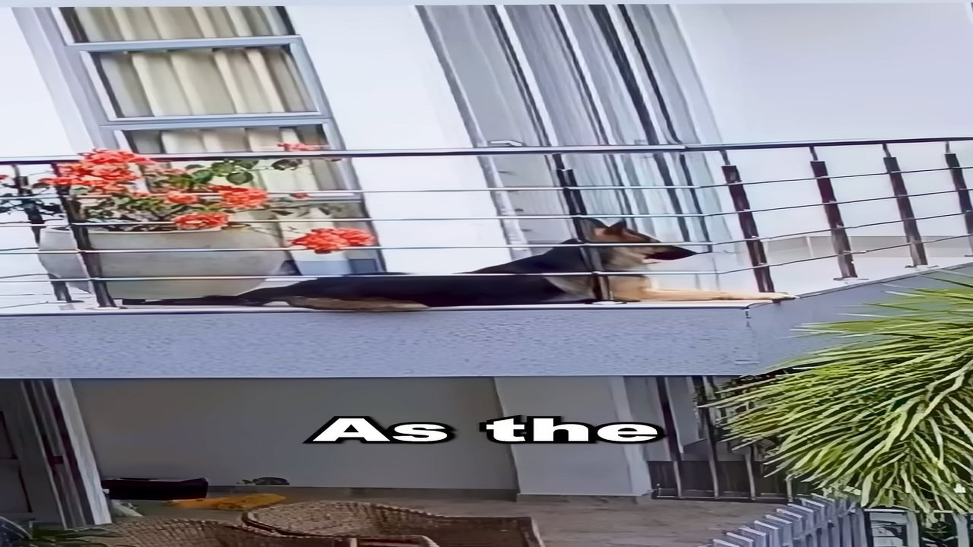 Full Video : N2508008_Dog Slips And Is Left Hanging From A Balcony #DogRescue #AnimalRescue #Rescue