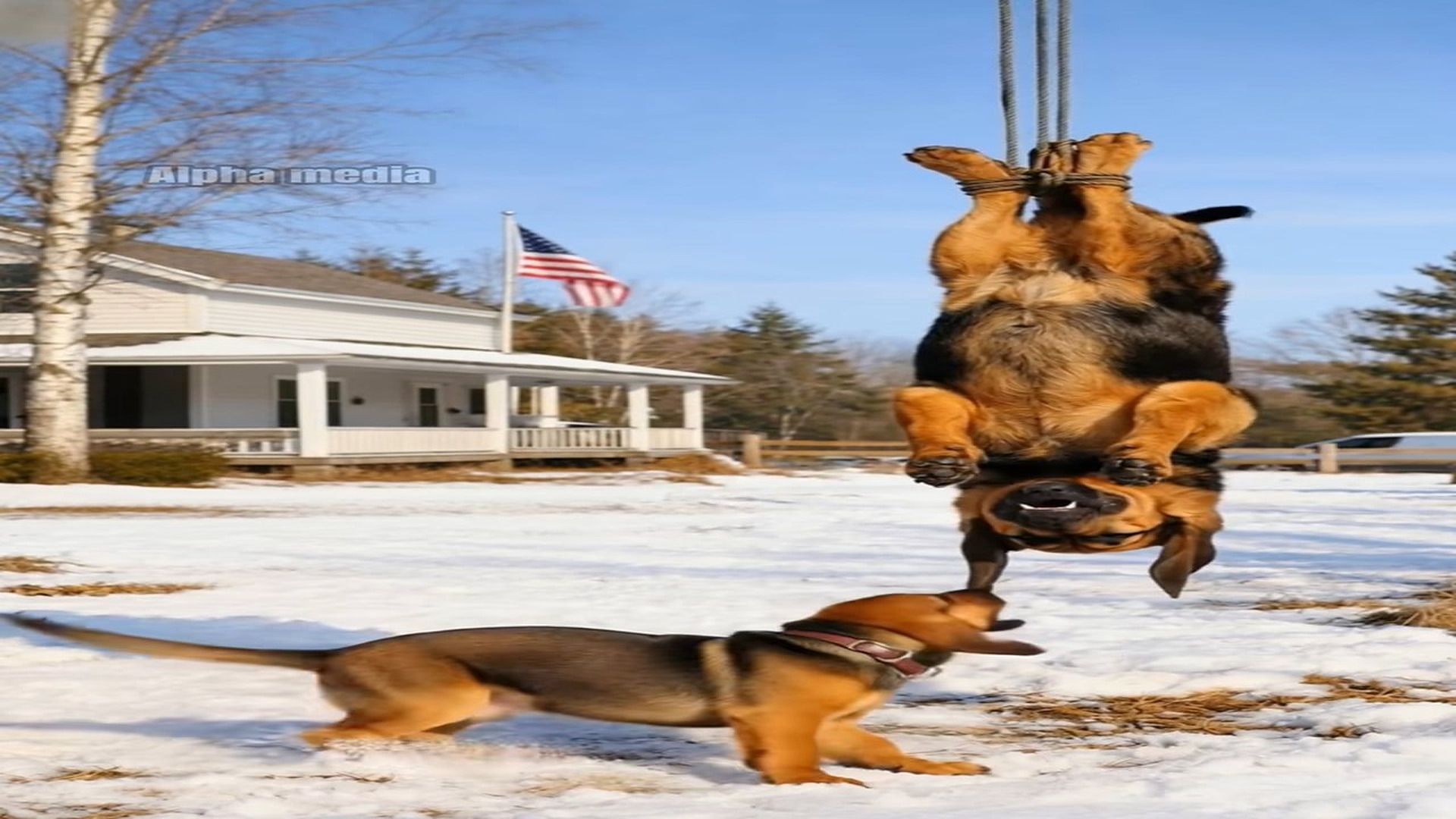 Full Video : N0409012_Shivering puppy begged a kind stranger on the road and everything changed #puppy #rescue #heartwarming