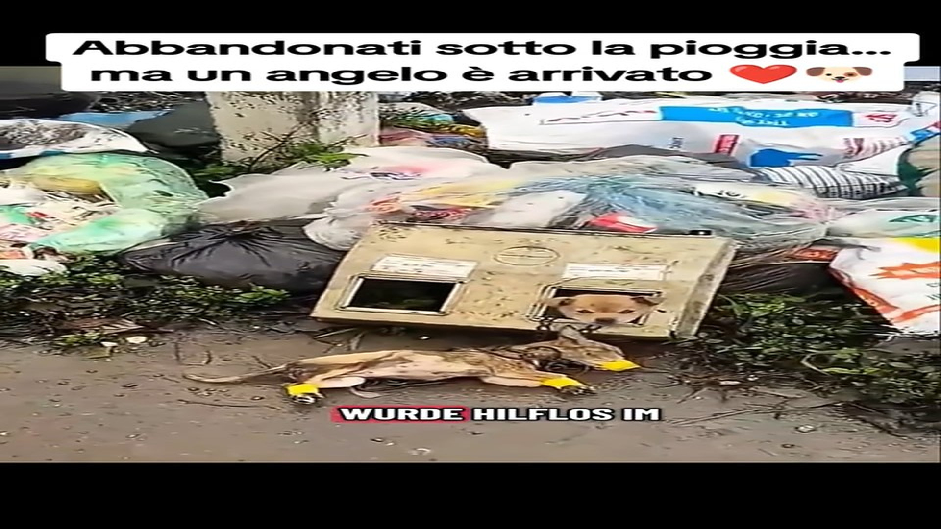 Full Video : N0809011_Abandoned In The Rain Until Someone Finally Changed Their Destiny #DogRescue #AnimalRescue #Heartwarming