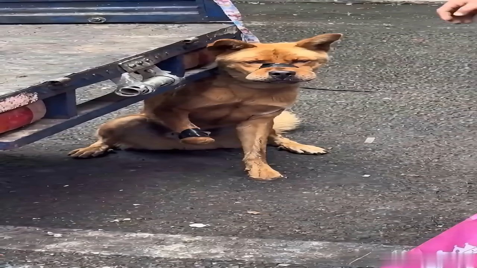Full Video : N1409026_This Injured Dog Was Desperate For Help #DogRescue #AnimalRescue #Heartbreaking