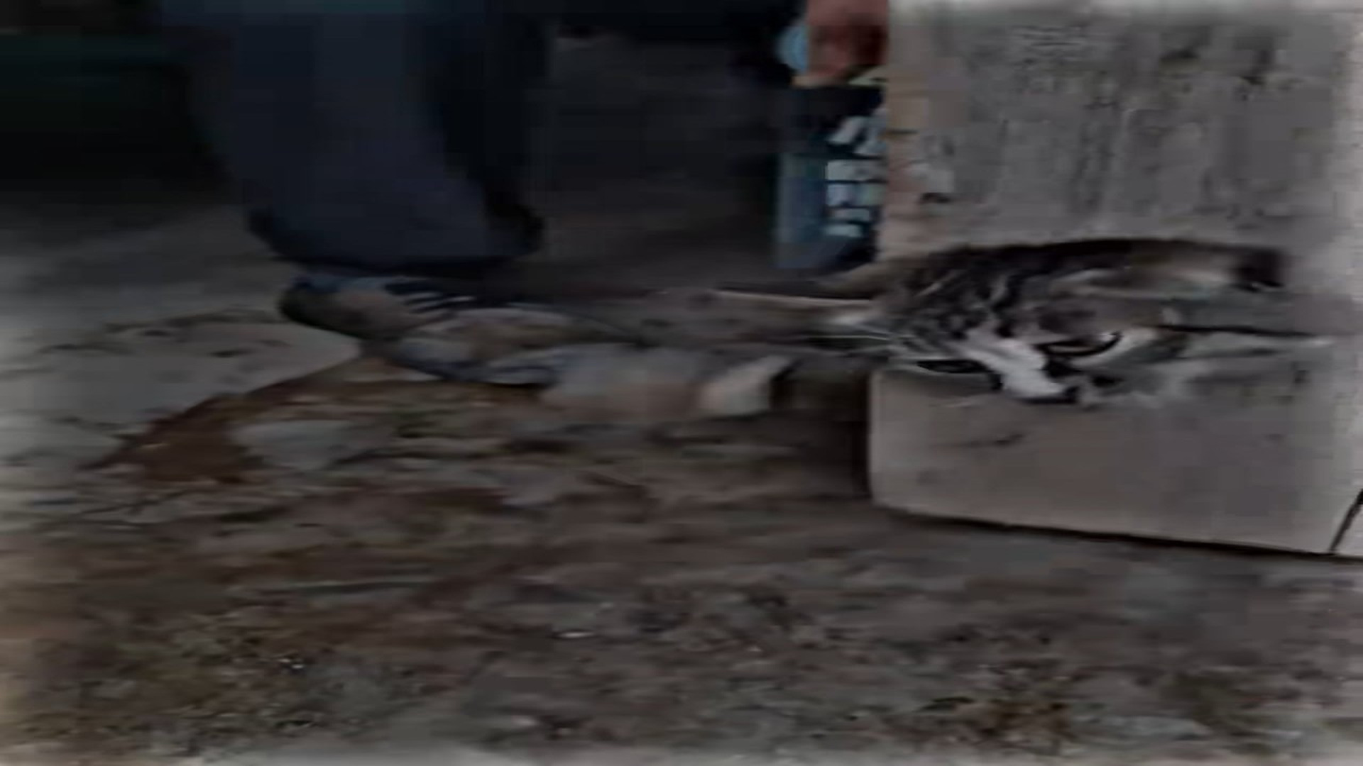 Full Video : N1809025_Trapped In A Door, This Tiny Cat Desperately Needed Help #CatRescue #AnimalRescue #UrgentRescue