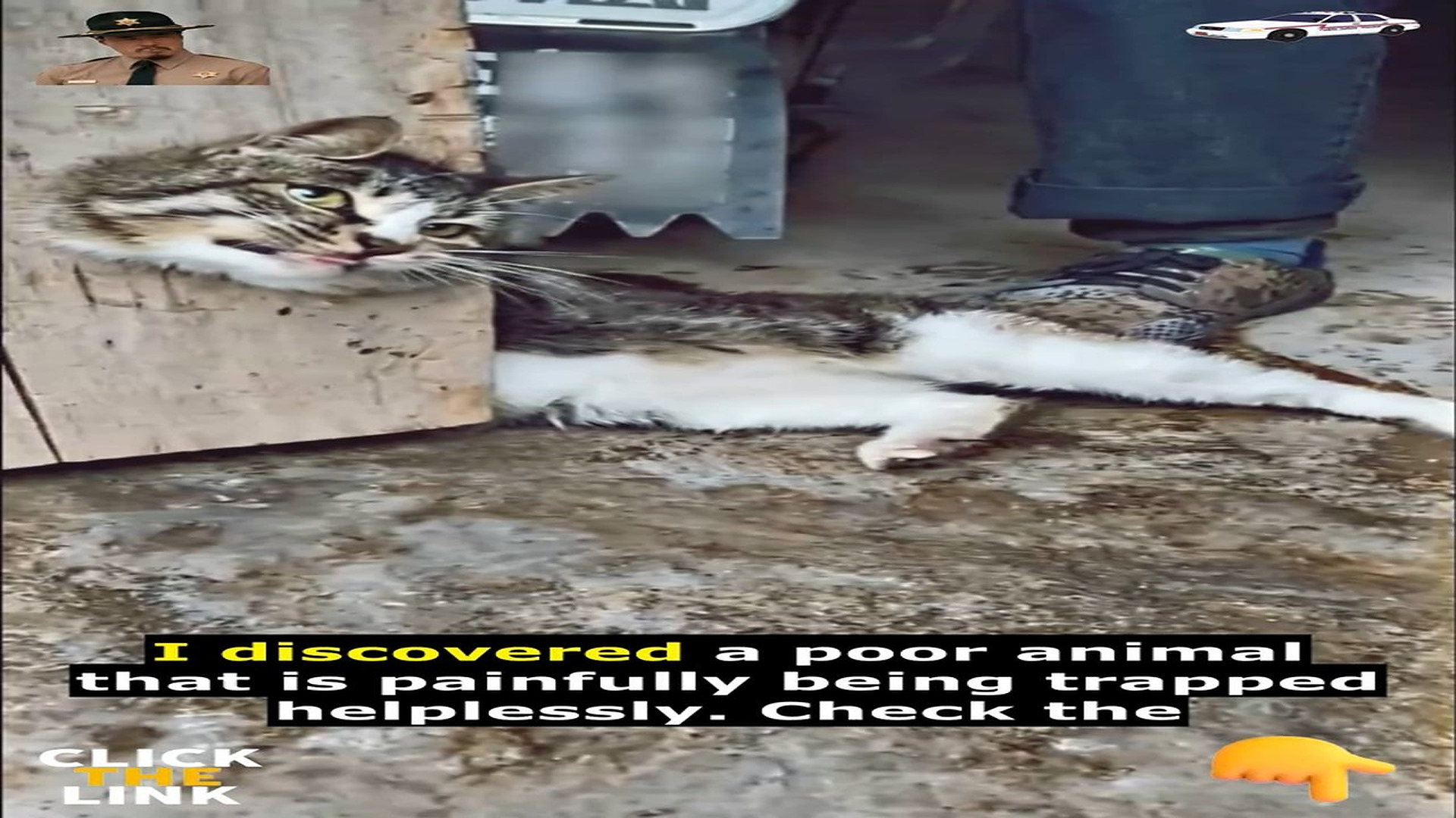Full Video : N1809025_TrappedInADoorThisTinyCatDesperatelyNeede_p1ylt3