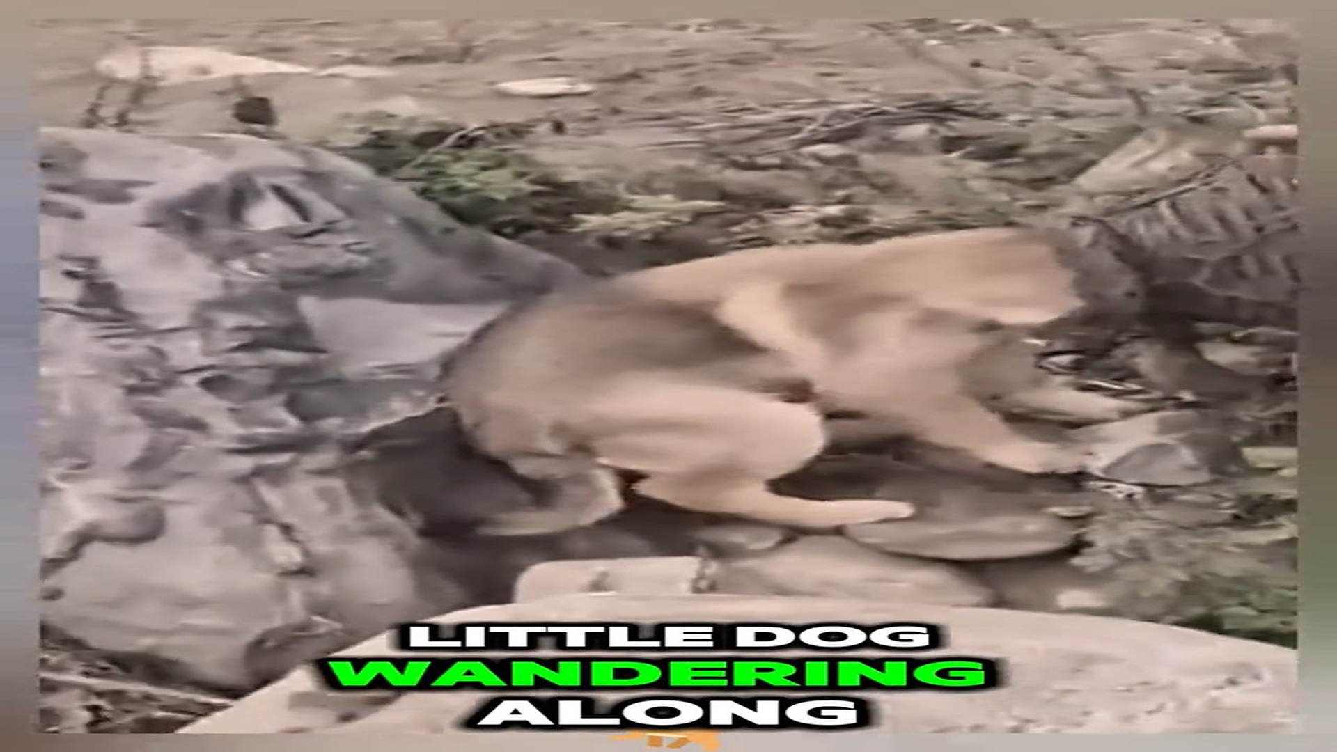 Full Video : N2508035_Dog Gets Trapped While Searching For Food And Needs Immediate Help #DogRescue #AnimalRescue #SaveDogs