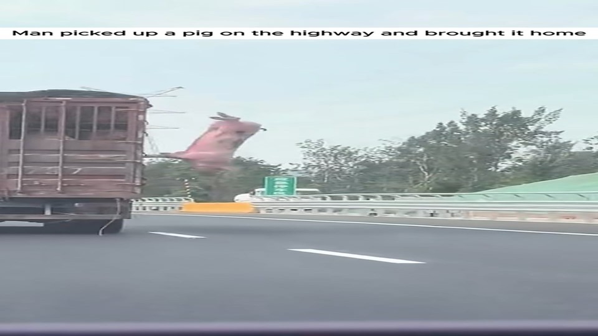 Full Video : N2109005_Man Stopped On Highway To Save A Small Pig #animalrescue #saveanimals