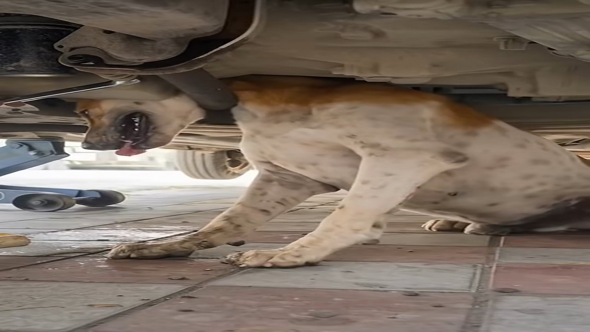 Full Video : N2209012_This Dog Was Trapped By The Neck And Needed Help Fast #DogRescue #AnimalRescue #UrgentRescue