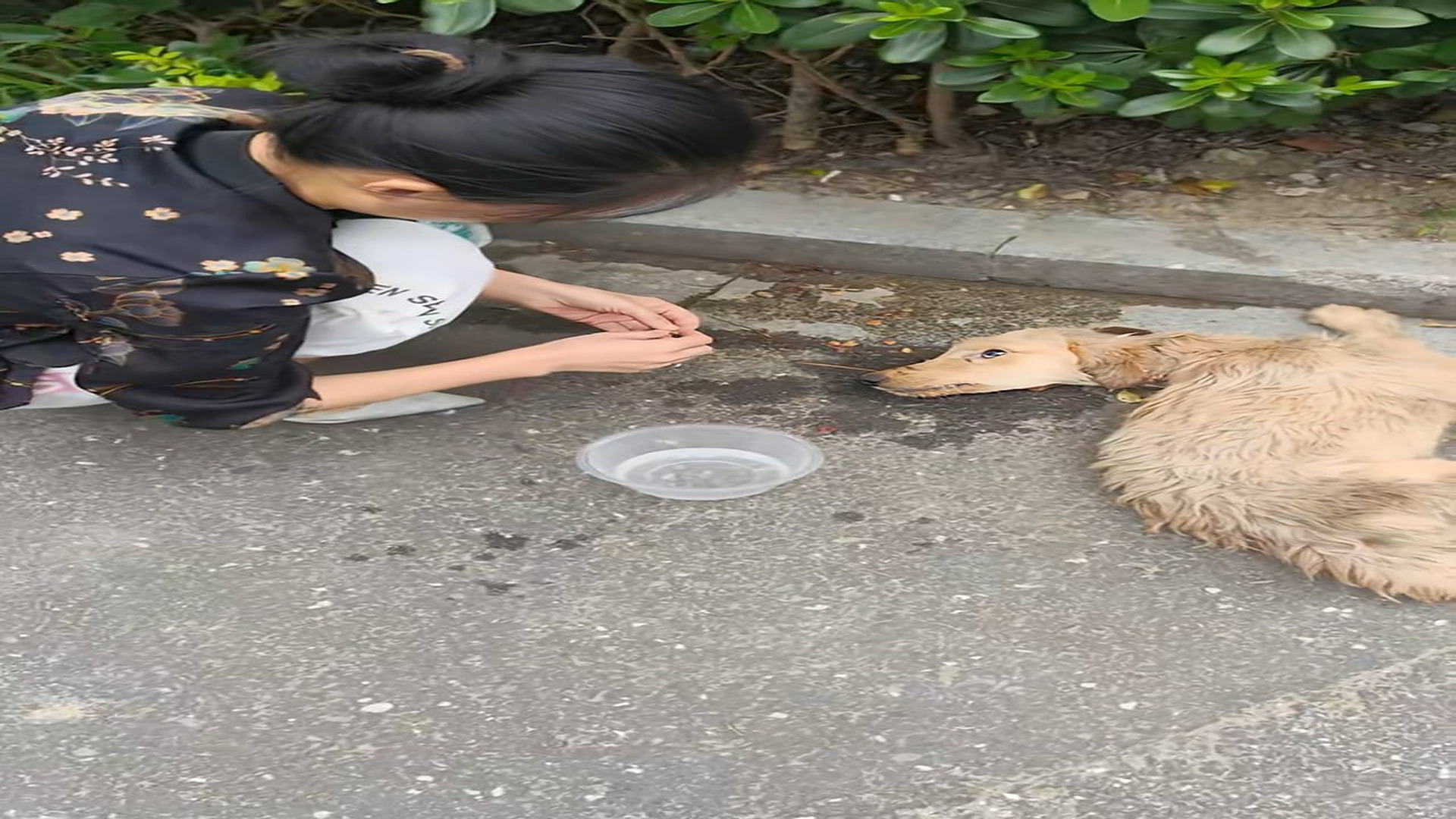 Full Video : N2309025_Paralyzed in the dirt, but his bright eyes were begging for a chance #dog #rescue #hope