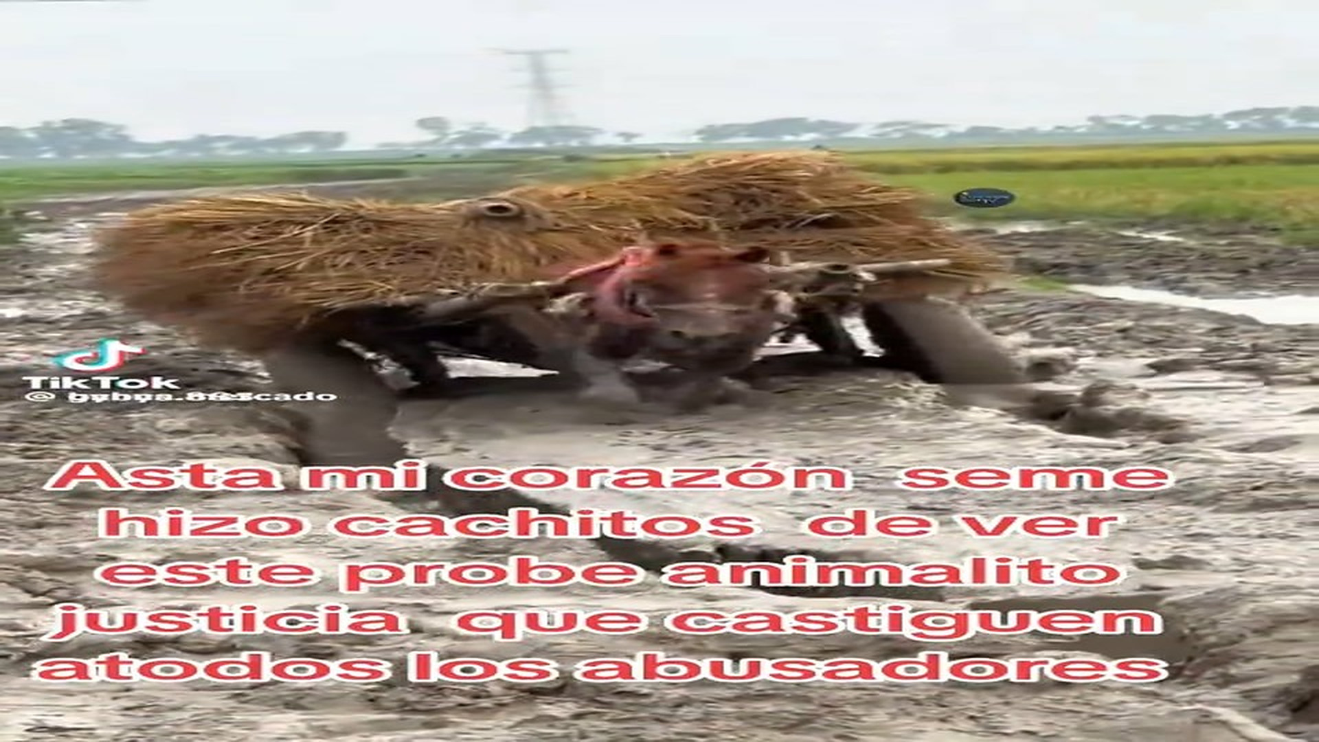 Full Video : N2409036_Don't Just Record Their Suffering, Rescue Them #AnimalRescue #SaveAnimals #RescueStory