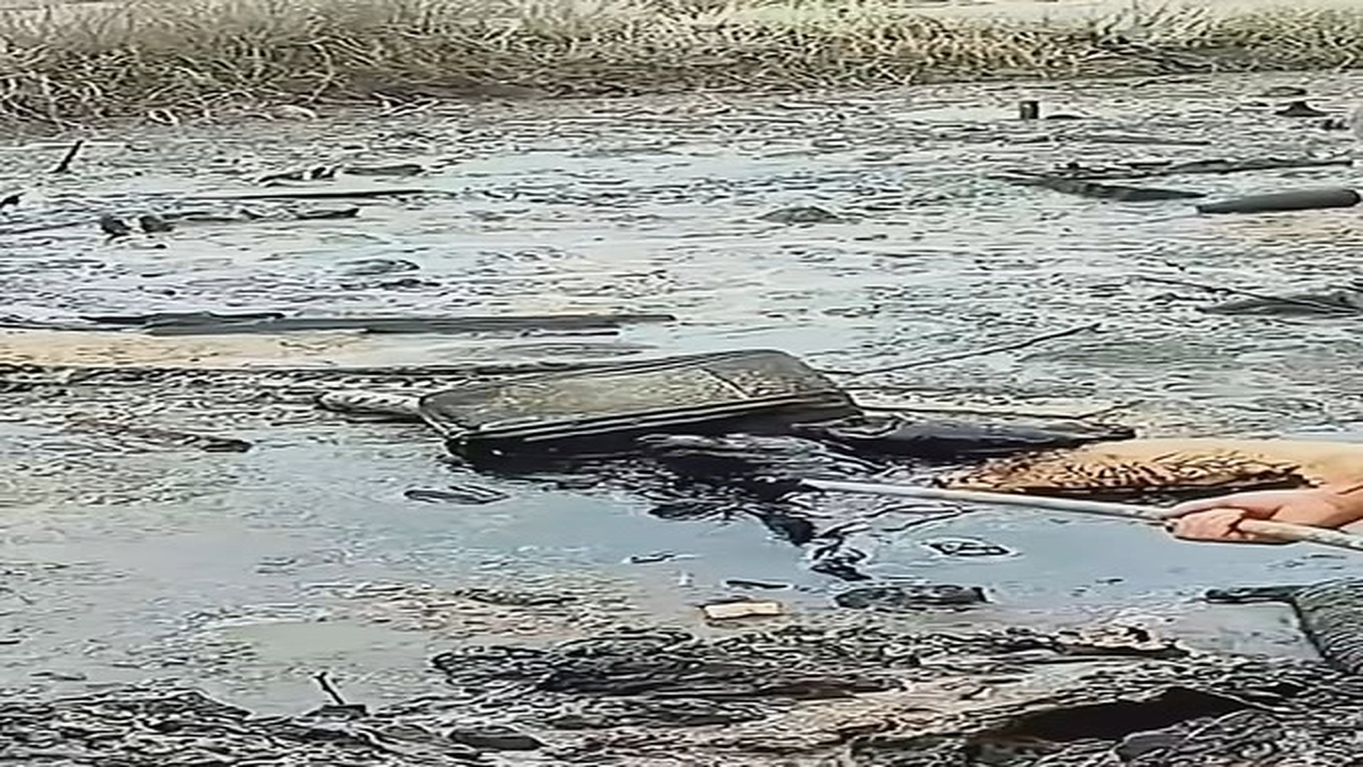 Full Video : N2209008_This Dog Was Trapped Under Asphalt And Needed Help Fast DogRescue AnimalRescue UrgentRescue - hình 1 | Fans Selena Gomez USA