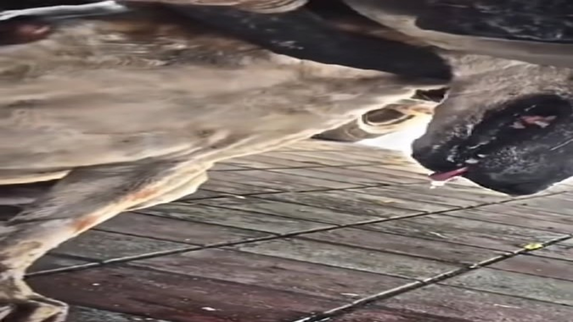 Full Video : N2209012_This Dog Was Trapped By The Neck And Needed Help Fast DogRescue AnimalRescue UrgentRescue - hình 1 | Fans Selena Gomez USA