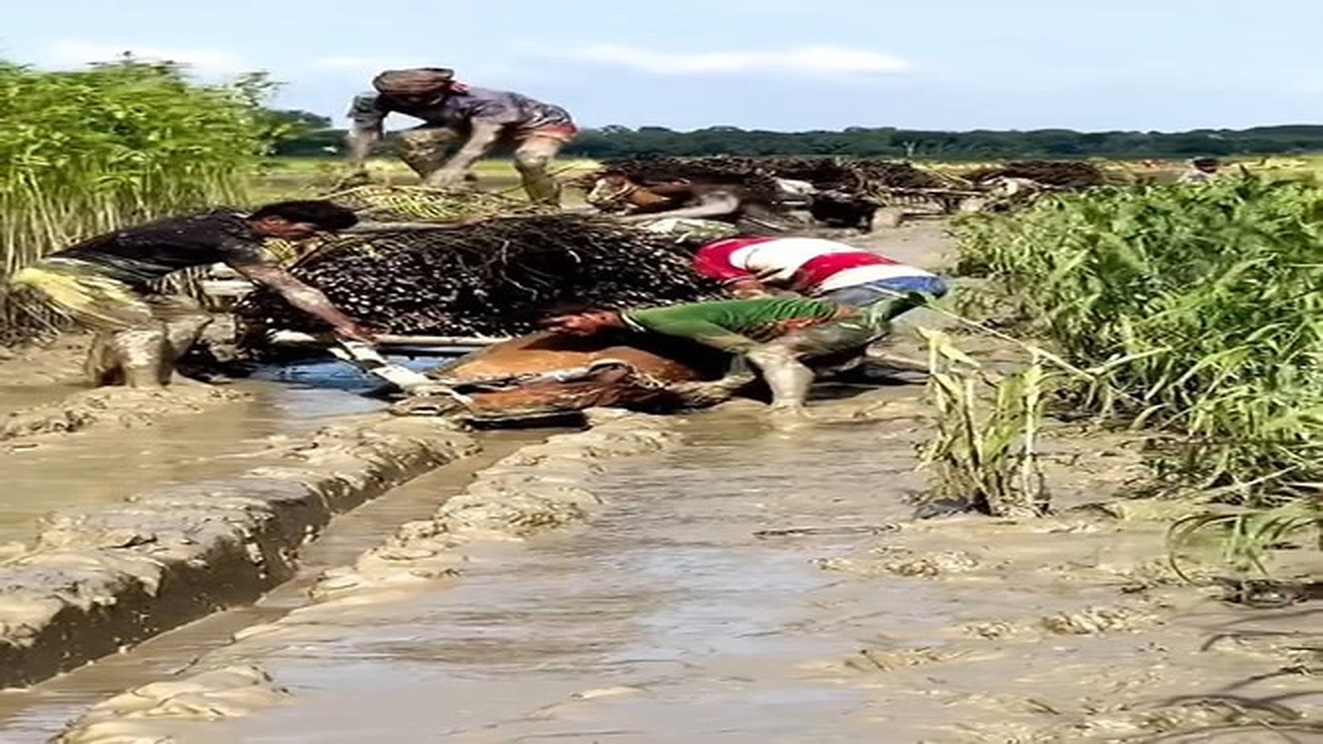 Full Video : N2209001_This Horse Was Exploited For Hard Labor And Left To Suffer HorseRescue AnimalRescue SaveAni - hình 3 | Fans Selena Gomez USA