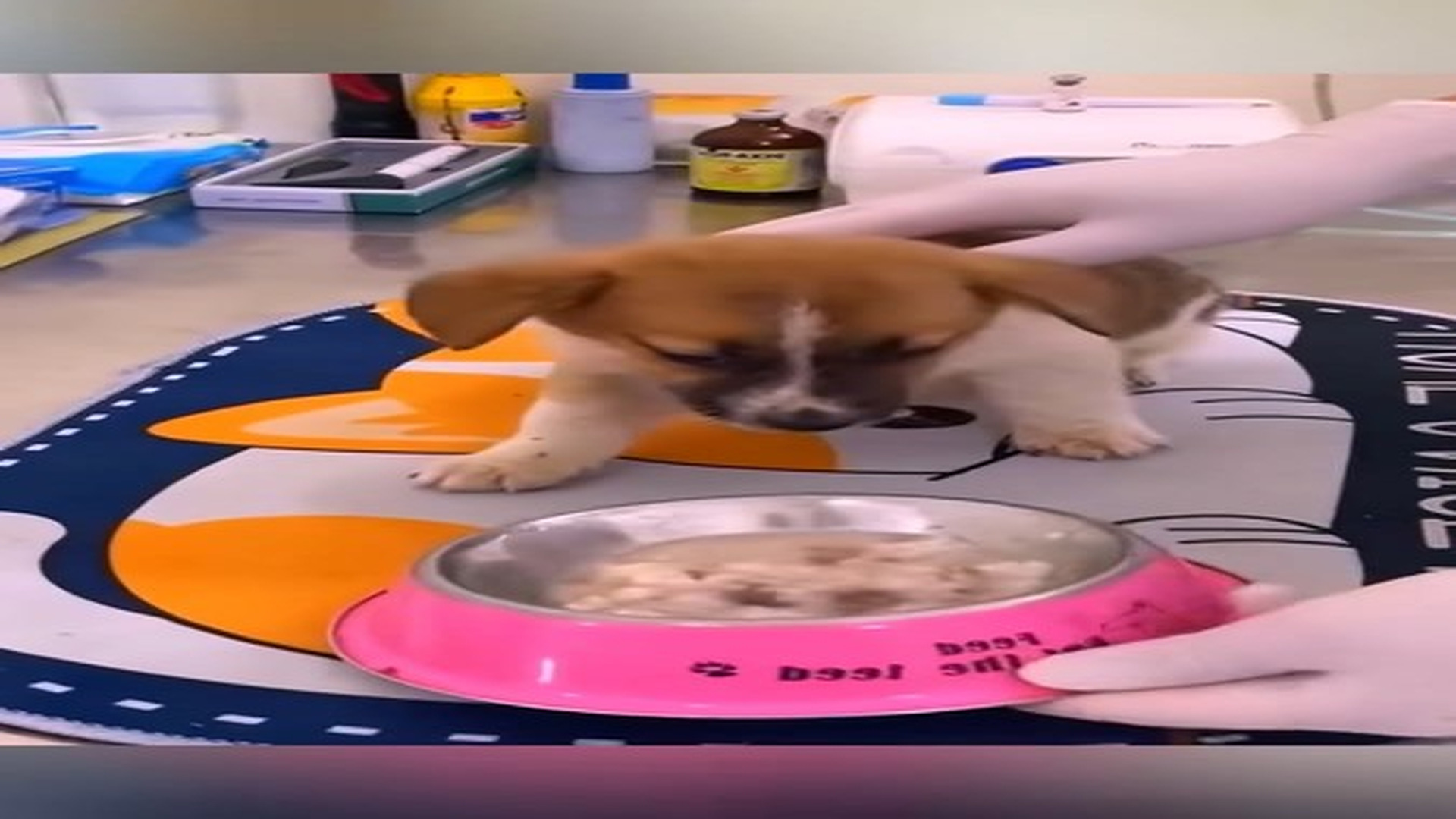 Full Video : N2209003_I Found A Poor Puppy Abandoned On The Road And Couldnt Leave Him Behind PuppyRescue DogResc - hình 1 | Fans Selena Gomez USA