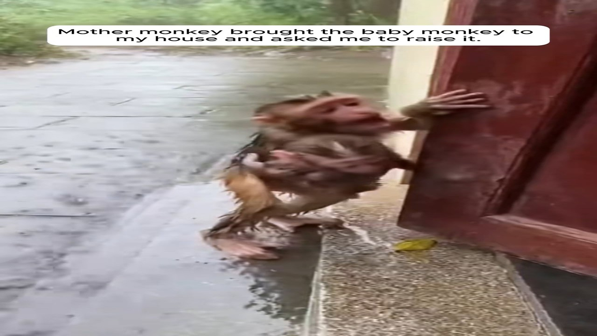 Full Video : N2109033_A Baby Monkey Was Saved After Being Left Alone #Rescue #Viral