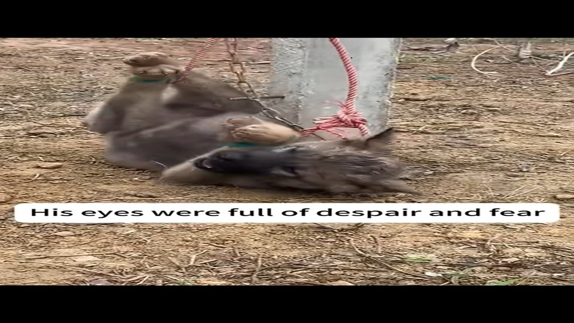 Full Video : N1405015_Hanging Puppy Was Saved Just Before It Was Too Late #puppyrescue #animalrescue
