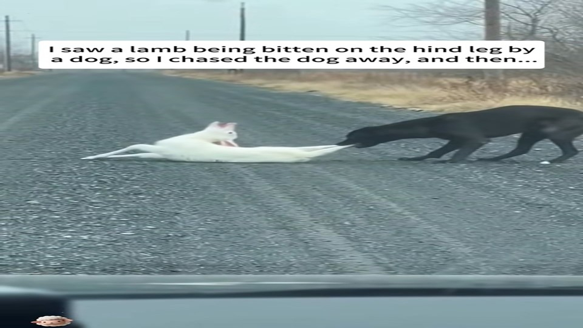 Full Video : N1903001_Baby Lamb Screaming in Pain as Dog Attacks Will It Survive This Brutal Moment #SaveAnimals #AnimalRescue