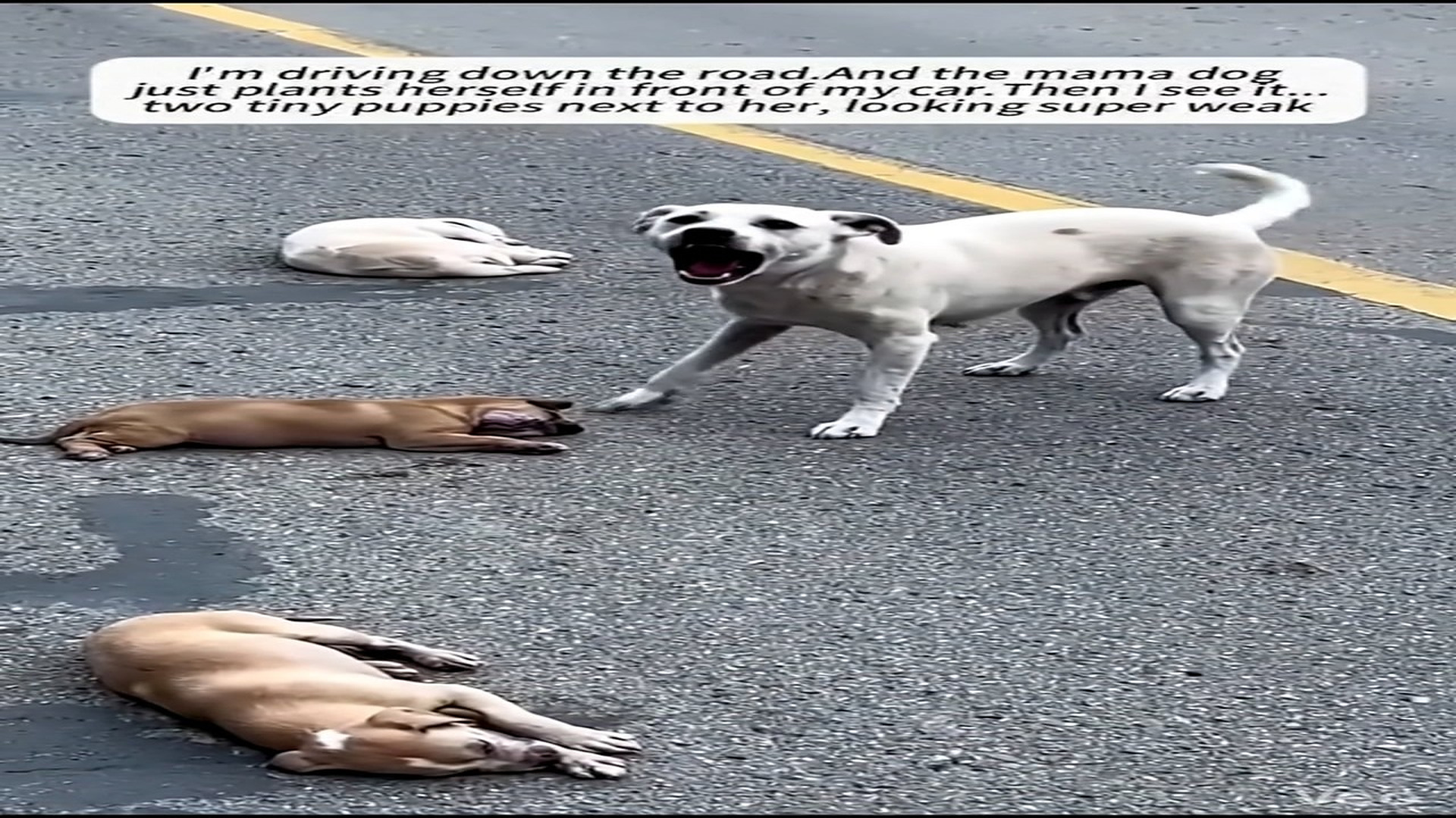 Full Video : N1903074_A Mother Dog Watched Her Injured Puppies Lying Still and Could Do Nothing but Cry #AnimalRescue #SaveAnimals