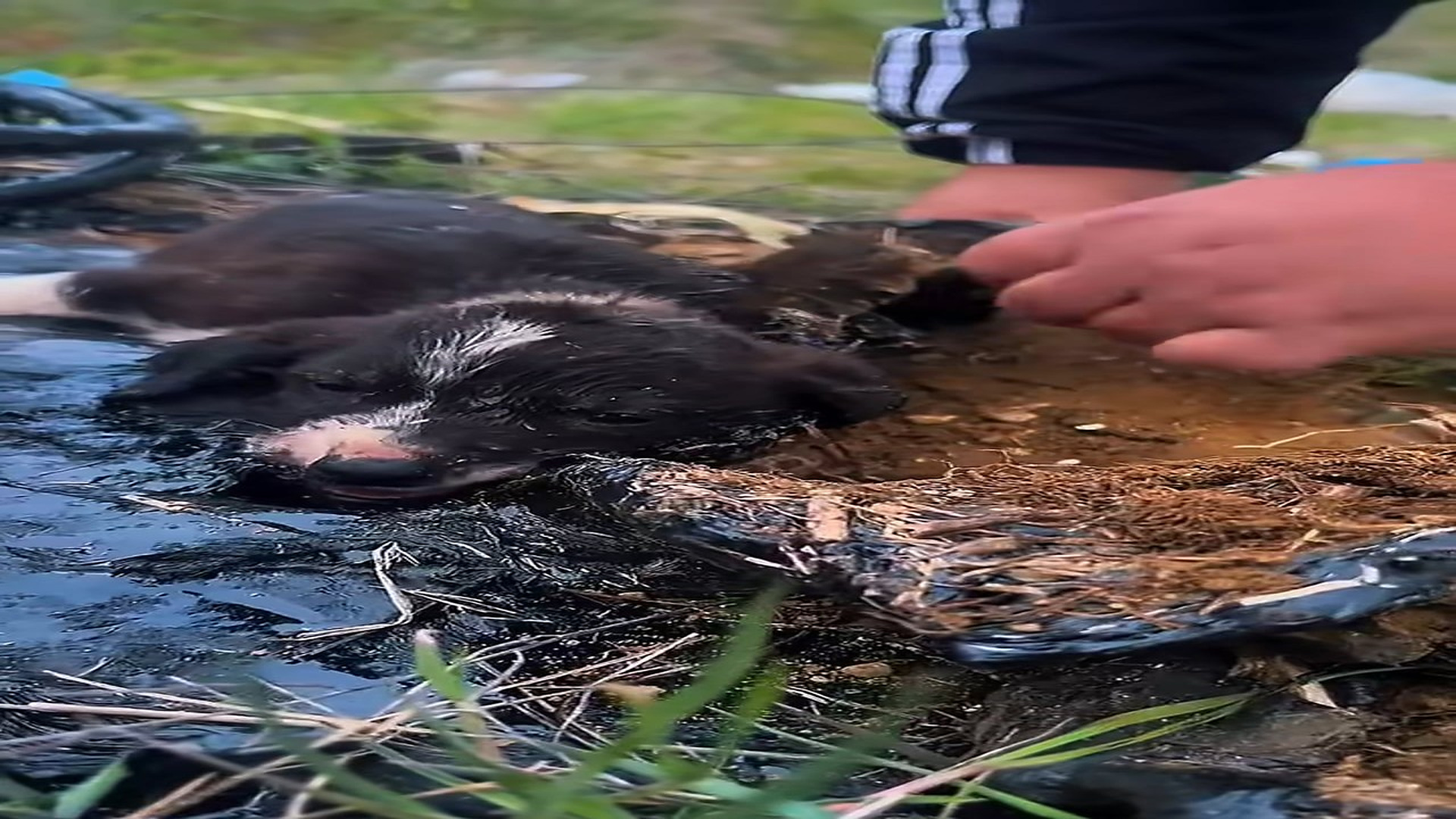 Full Video : N1809028_These Tiny Puppies Were Covered In Mud And Desperately Needed Help #PuppyRescue #DogRescue #UrgentRescue