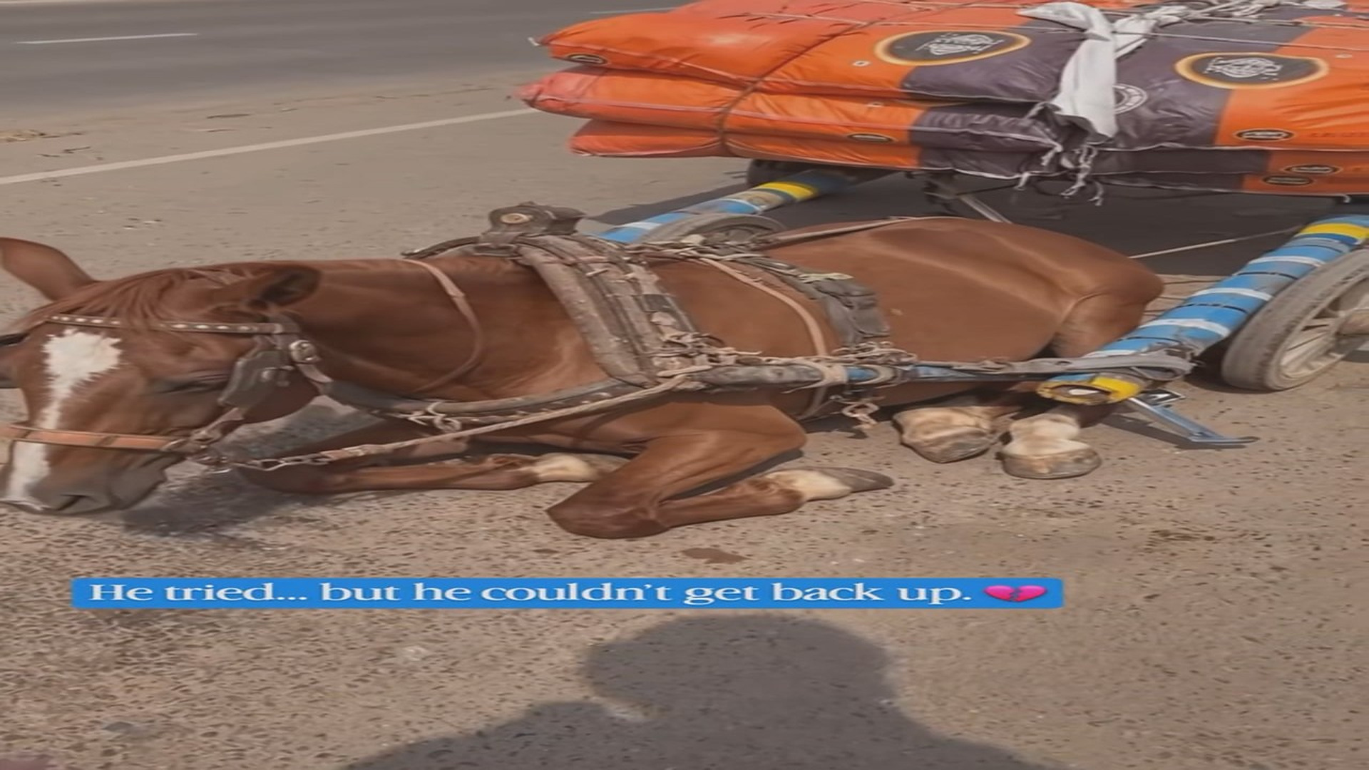 Full Video : N0510001_animalsnewz_7686226040192109826