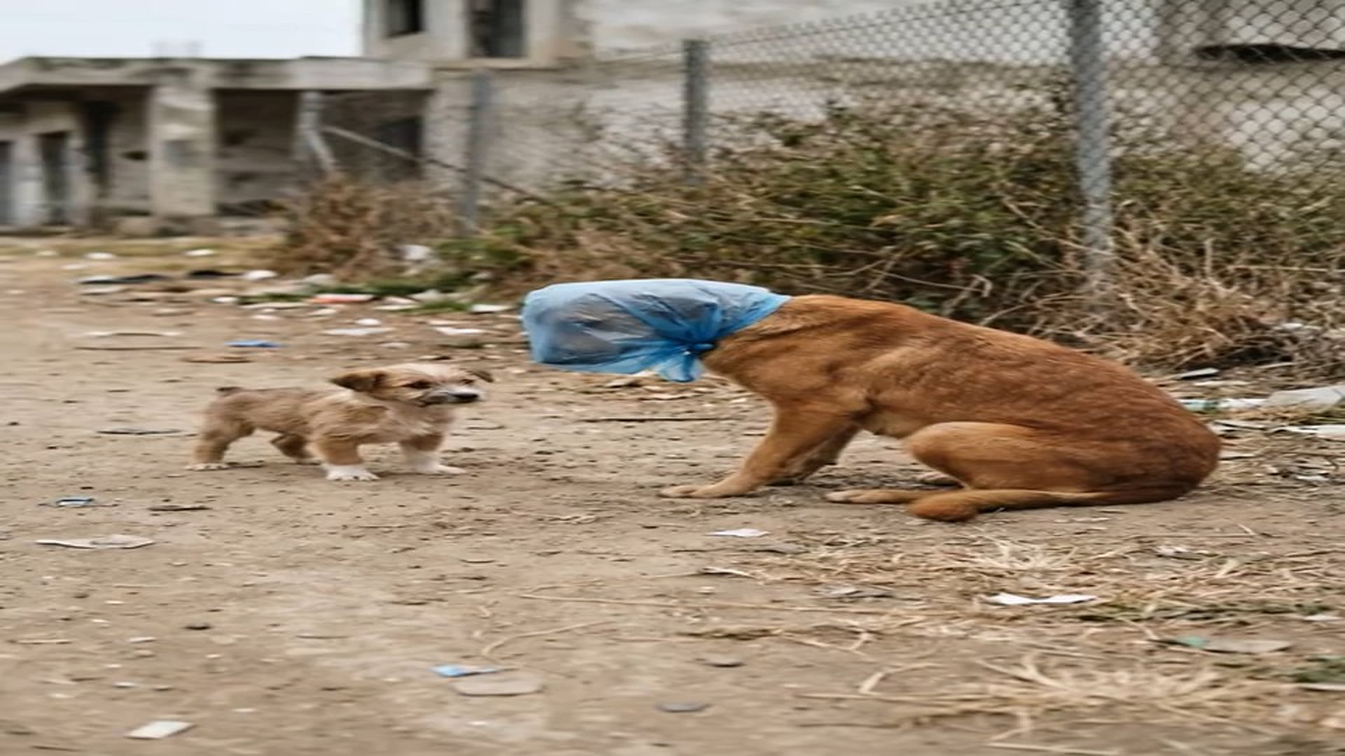 Full Video : N1006011_One Gentle Rescue Turned Fear Into Trust Within Minutes #RescueAnimals #Viral