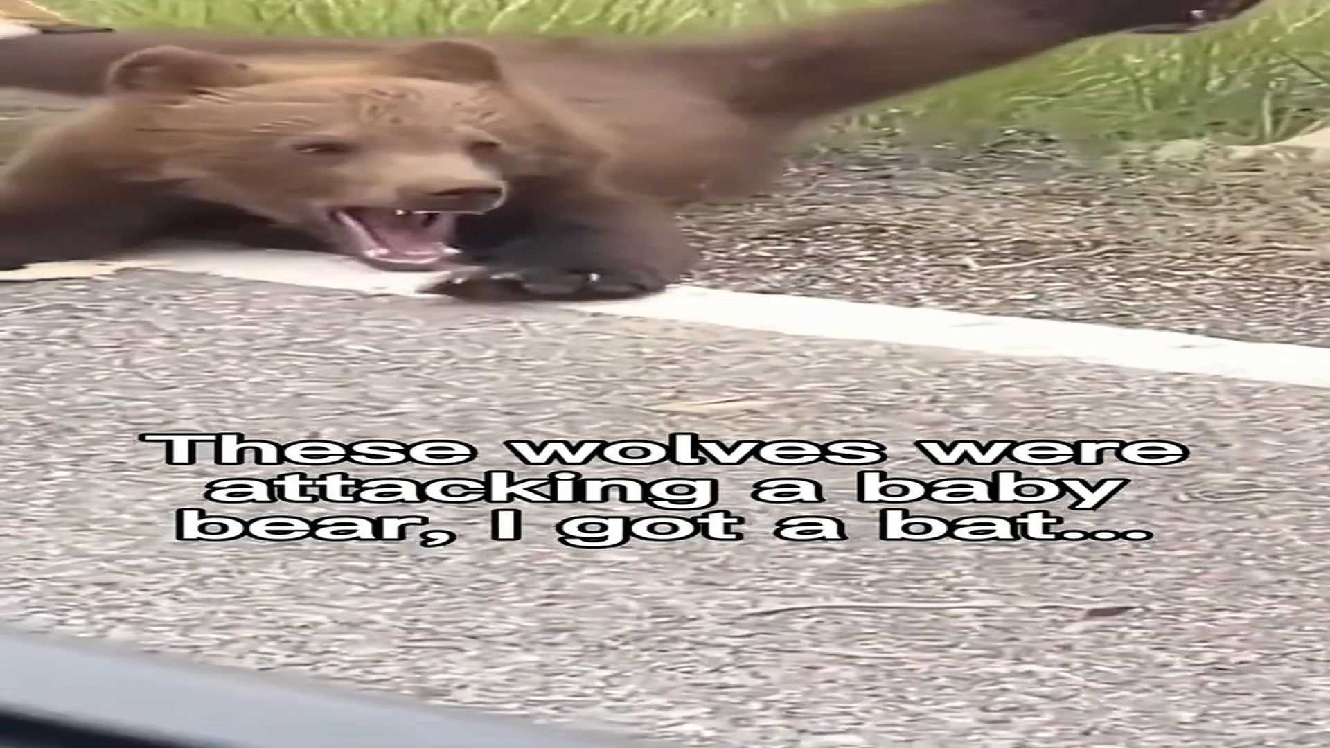 Full Video : N0610027_These Wolves Were So Fierce Even Rescuers Were Afraid #Wildlife #Viral
