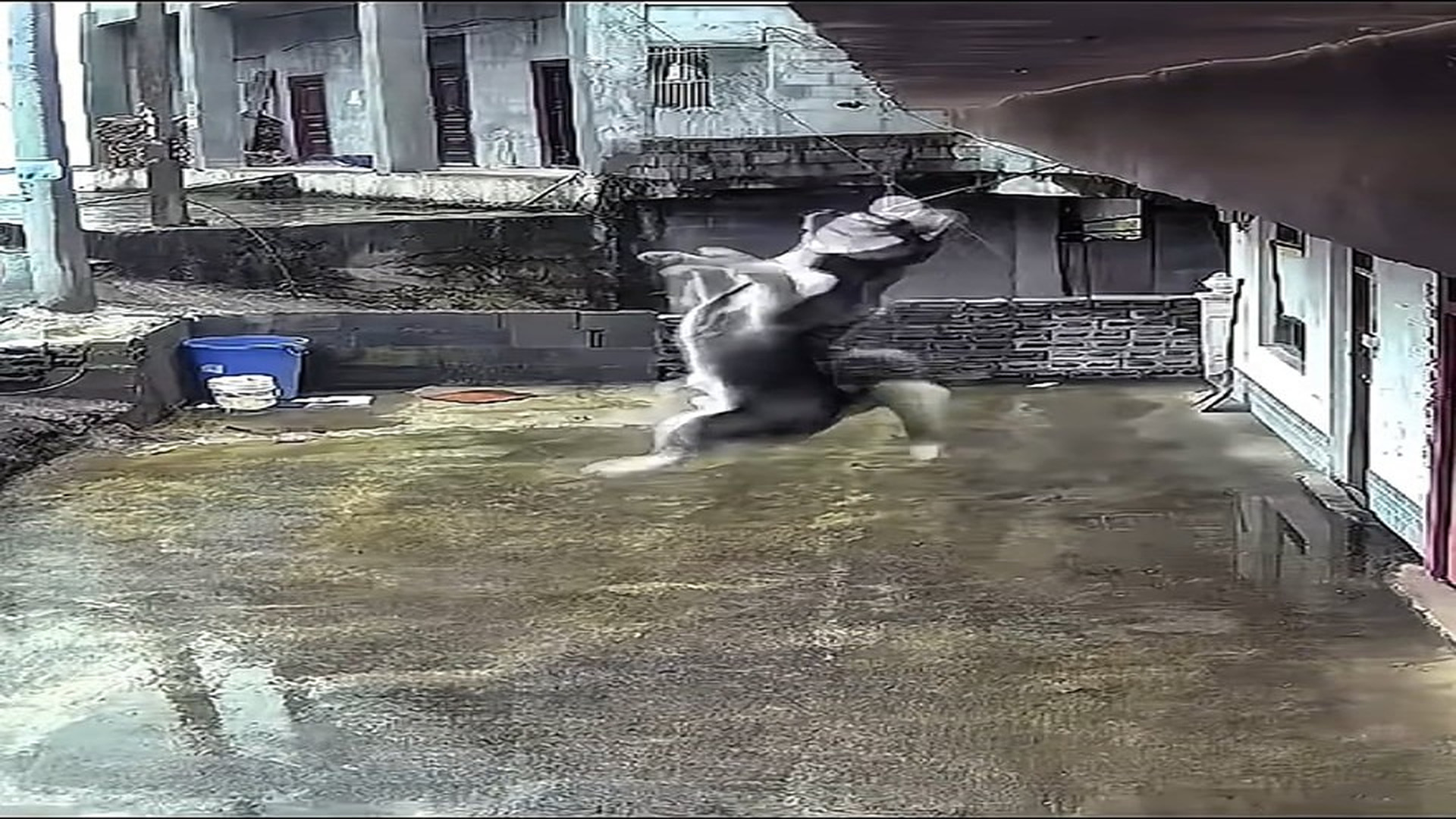 Full Video : N0810031_animals_bp93_7682762623430970637