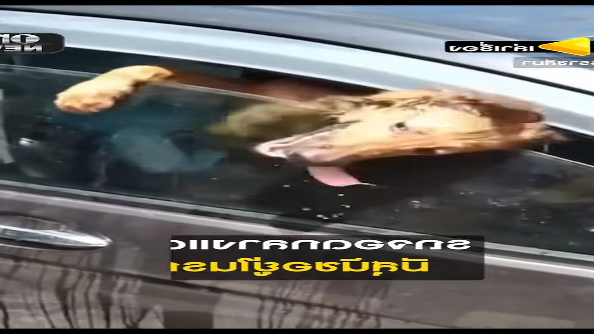 Full Video : N1410019_Every Rescue Begins With One Act Of Kindness #AnimalRescue #Hope #Compassion